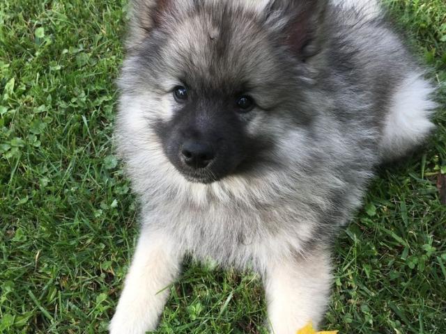 Wolfsspitz oder Eurasier GESUCHT - 1