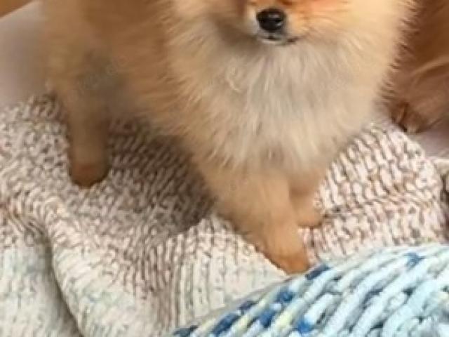 Pomeranian Welpen abzugeben - Mädchen - 1