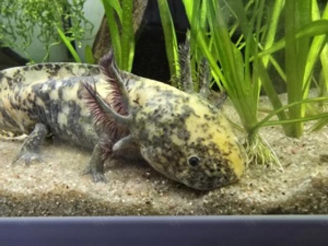 Axolotl Nachwuchs Mosaik reservieren nur Abholung - 1