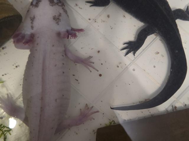 Axolotl Harlekin abzugeben Weiblich - 1