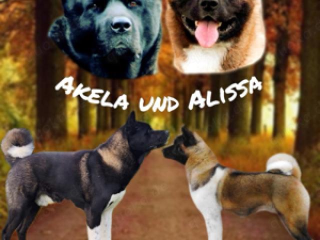 Wunderschöne Reinrassige American Akita Welpen - 1