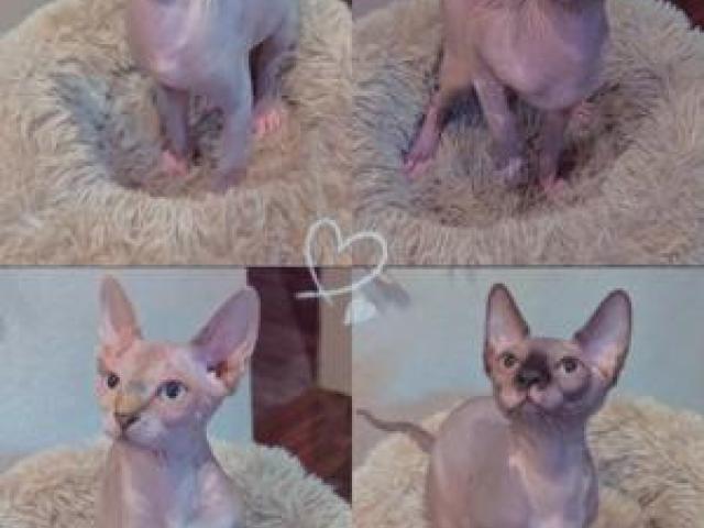 Sphynx Babys - 1