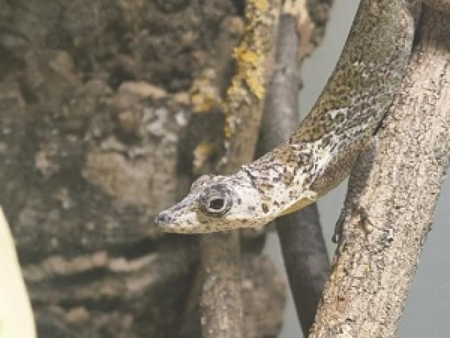 Verschiedene Anolis abzugeben - 1