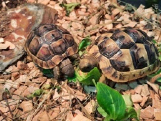 Maurische Landschildkröte NZ 2024 - 1