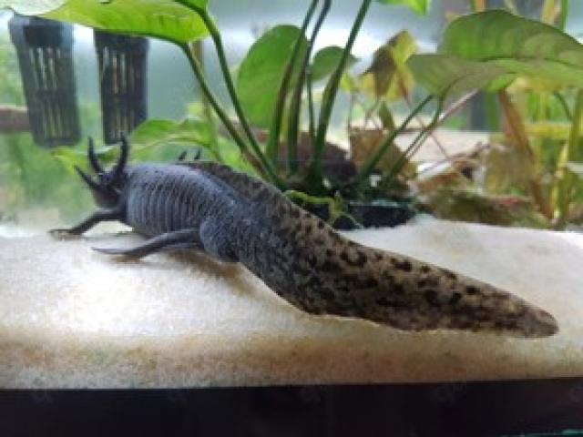 2 männliche Axolotl - 1